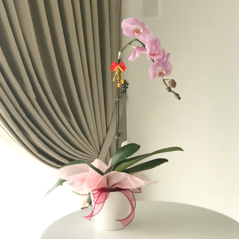 Chinese New Year Phalaenopsis Orchid in Pot - SweetLife & Co Florist Penang - Flower Delivery Penang