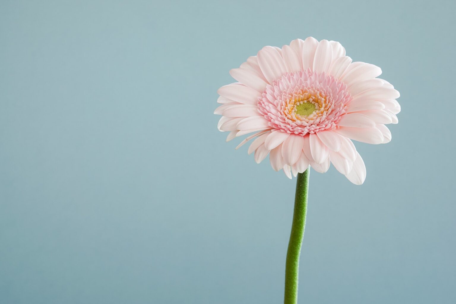 Gerbera is the cheapest flower