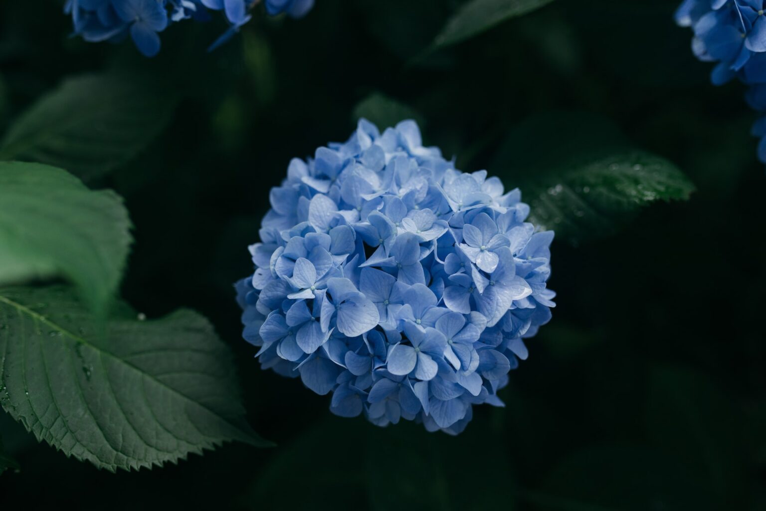 Hydrangea is the cheapest flower