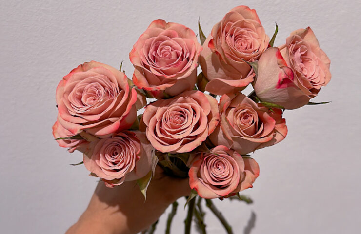 Cappuccino Roses